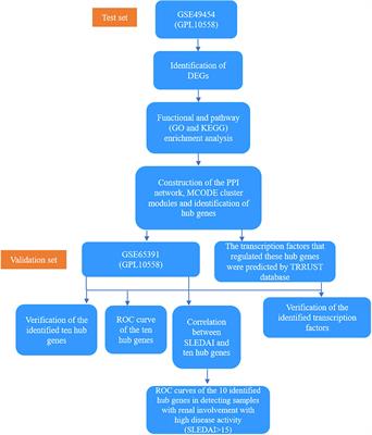 Potential biomarkers for active renal involvement in systemic lupus erythematosus patients